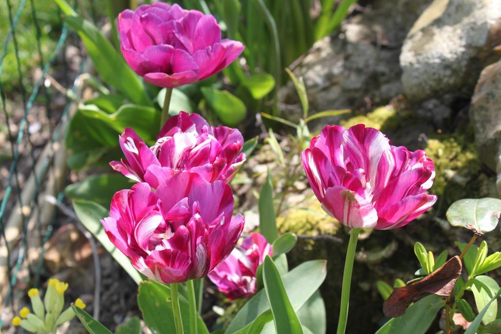 Les Logis Du Breuil Bed & Breakfast