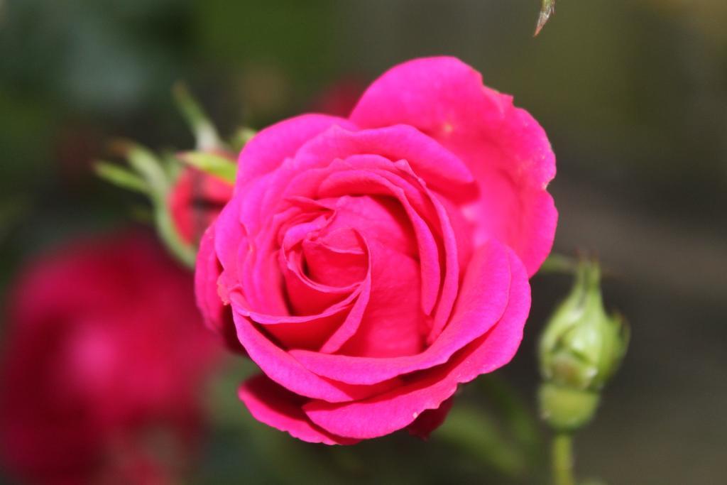Bed & Breakfast Les Logis Du Breuil